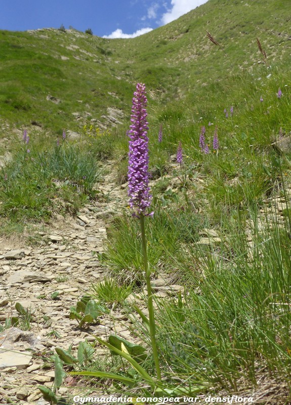 Monte Doro e Cima della Laghetta, le orchidee e i loro ambienti - luglio 2025.